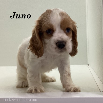 puppy, for, sale, Cocker Spaniel, Joe & Cherri  Overlease, dog, breeder, Miller, MO, dog-breeder, puppy-for-sale, forsale, nearby, find, puppyfind, locator, puppylocator, aca